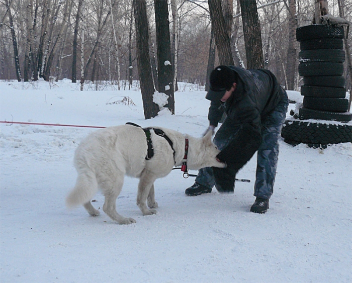 Нападение 2010